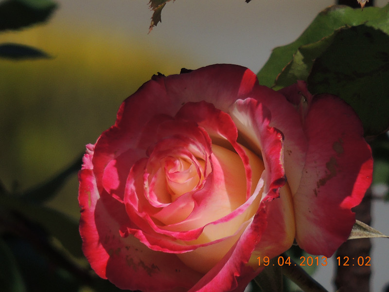 flower 2852_.jpg
