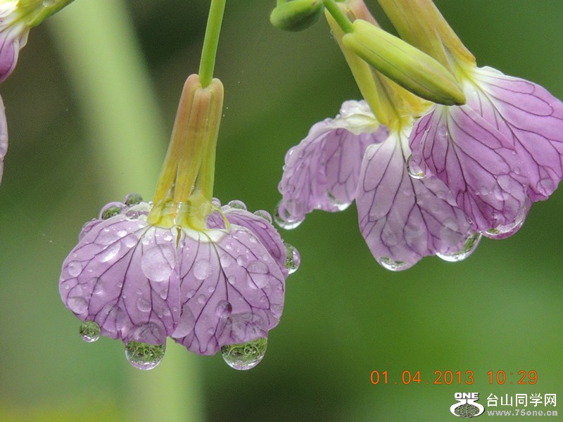 flower 2367_.jpg