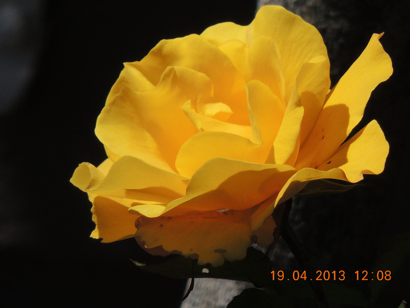 flower 2863_.jpg