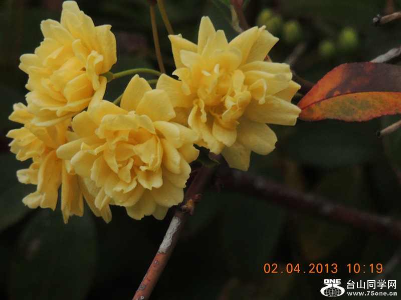 flower 2448_.jpg