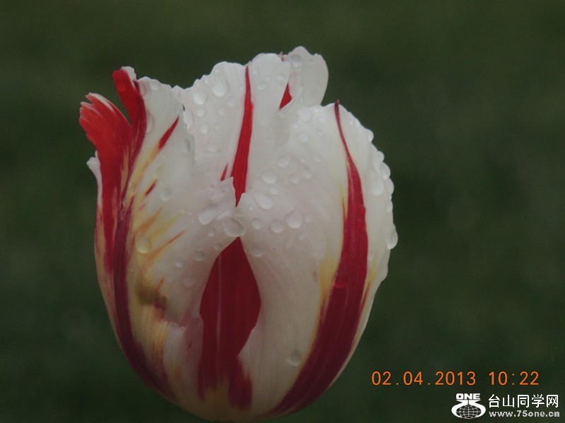 flower 2461_.jpg