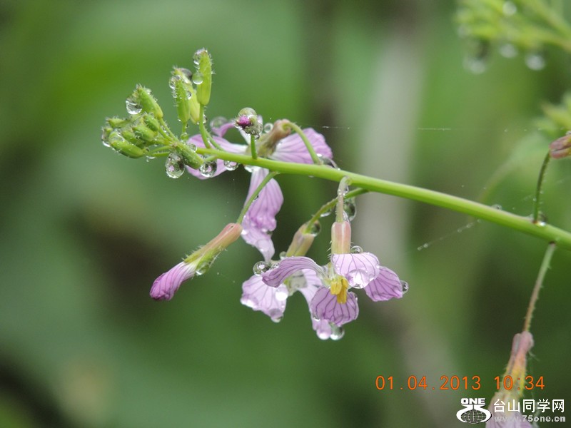 flower 2382_.jpg
