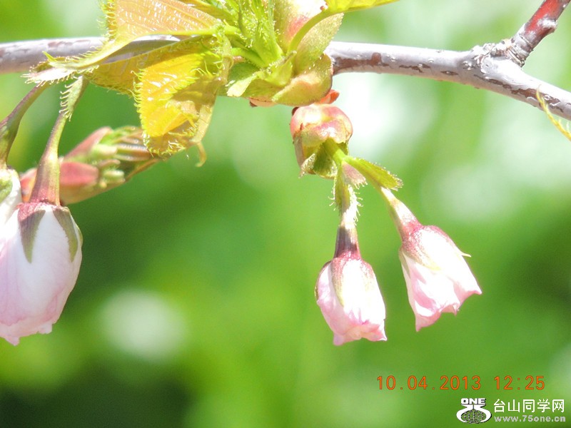 flower 2607_.jpg