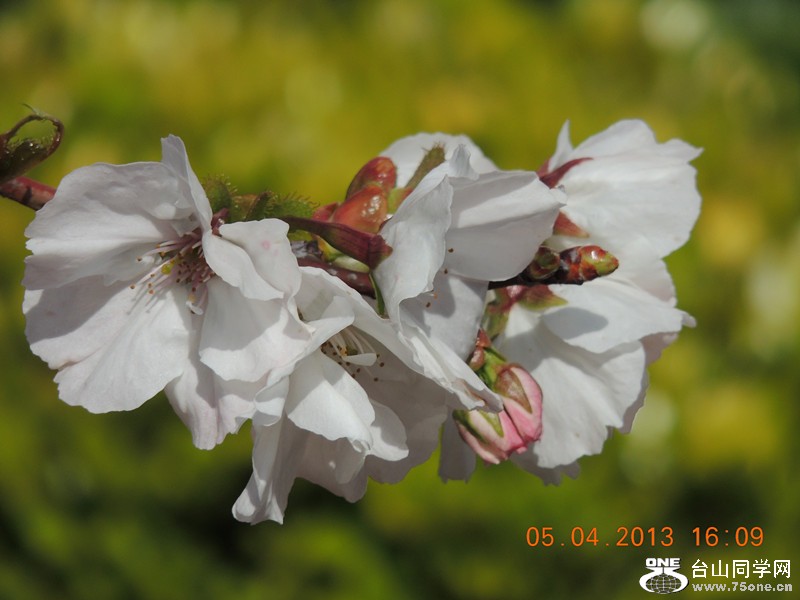 flower 2518_.jpg
