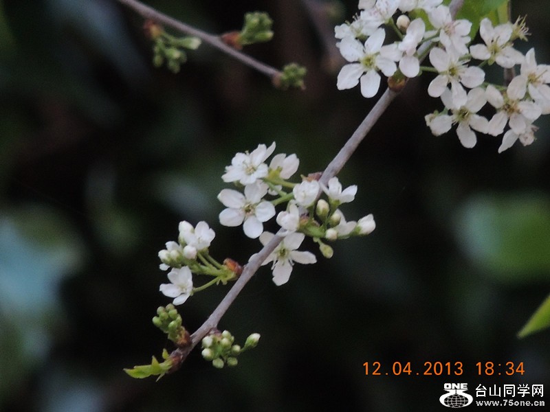 flower 2724_.jpg