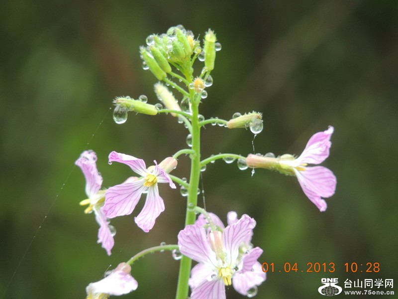 flower 2361_.jpg