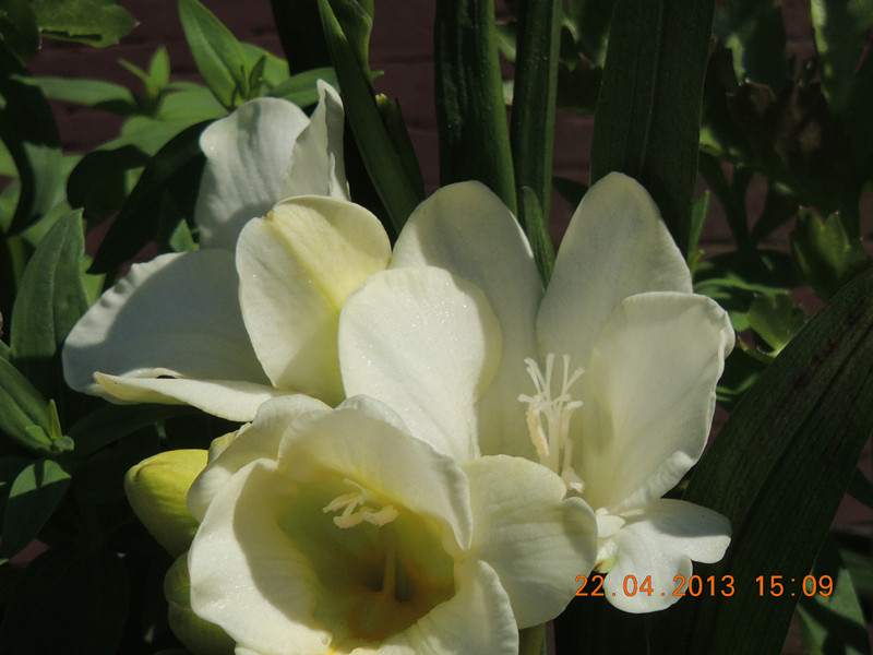 flower 2967_.jpg