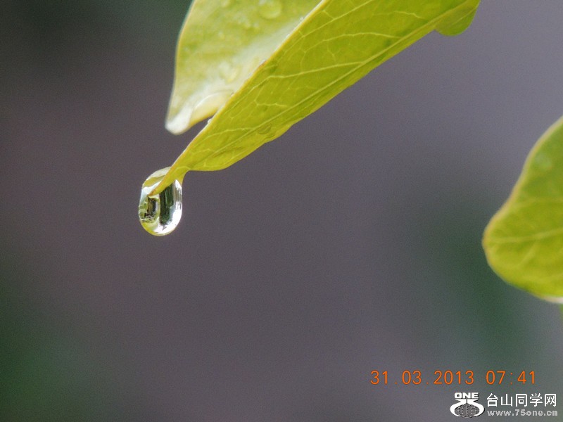 flower 2157_.jpg