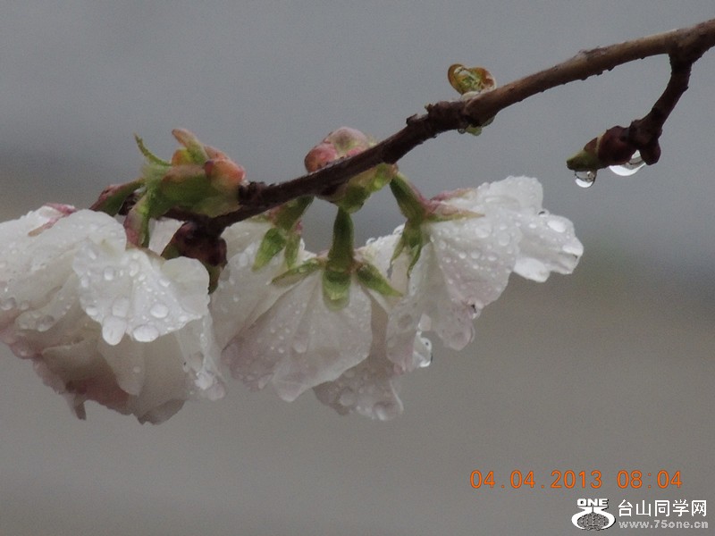flower 2499_.jpg