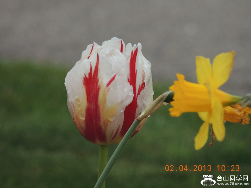 flower 2470_.jpg