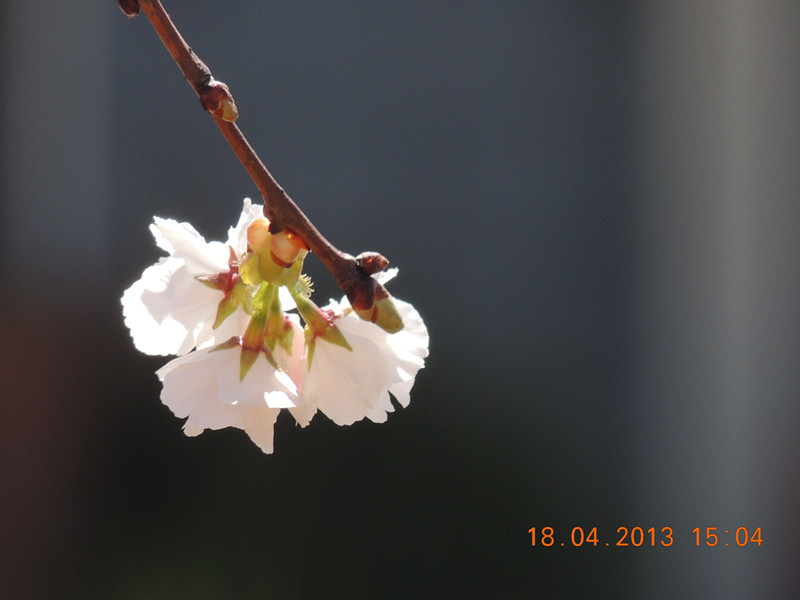 flower 2828_.jpg