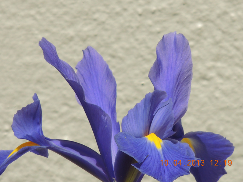 flower 2591_副本.jpg