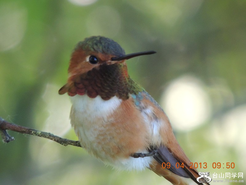 bird 2000_.jpg