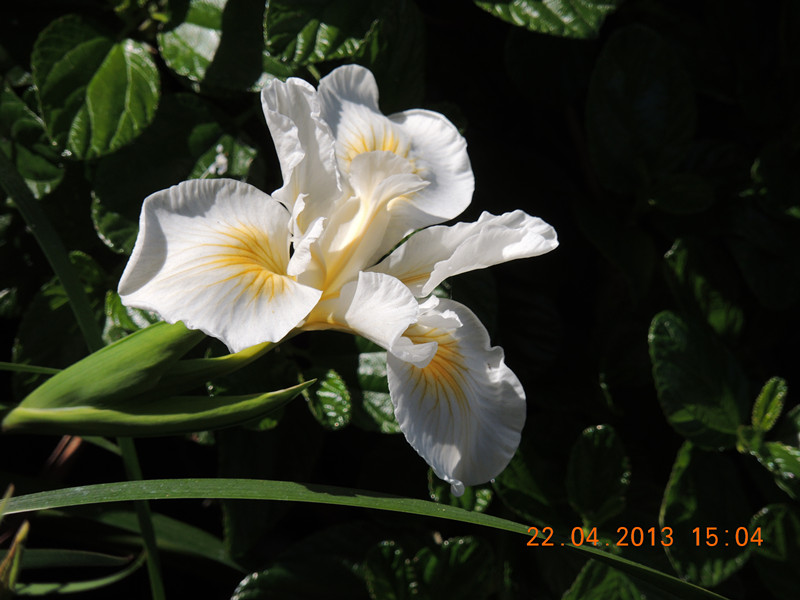 flower 2952_.jpg
