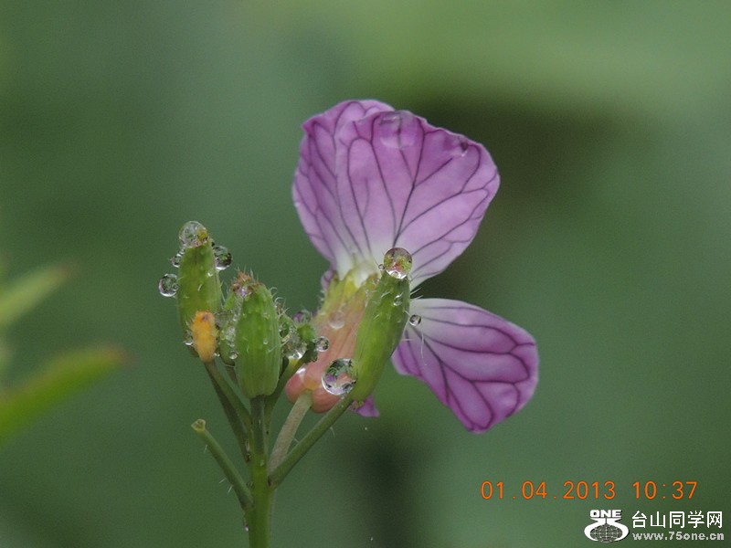 flower 2392_.jpg