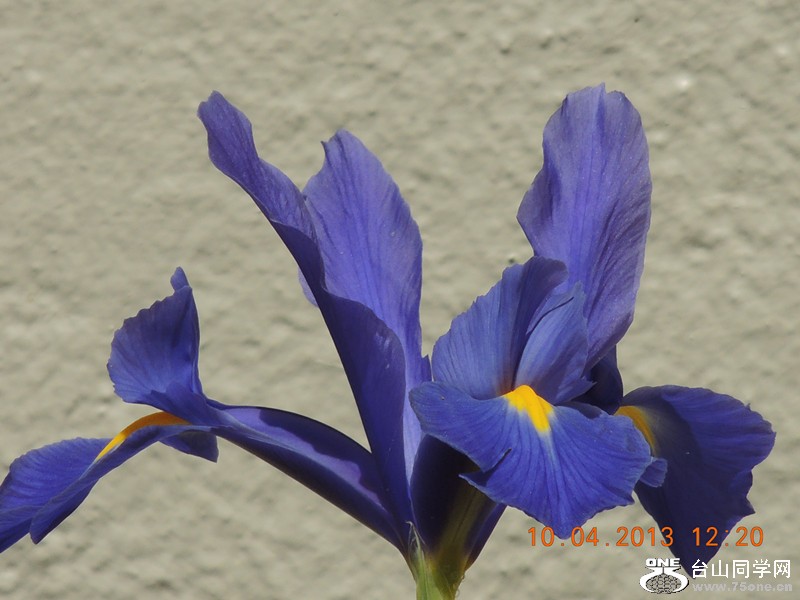flower 2592_.jpg