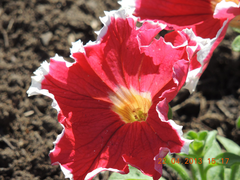 flower 3002_.jpg