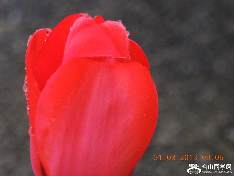 flower 2297_.jpg