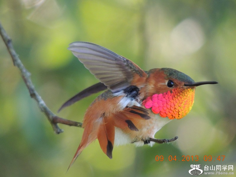 bird 1997_.jpg