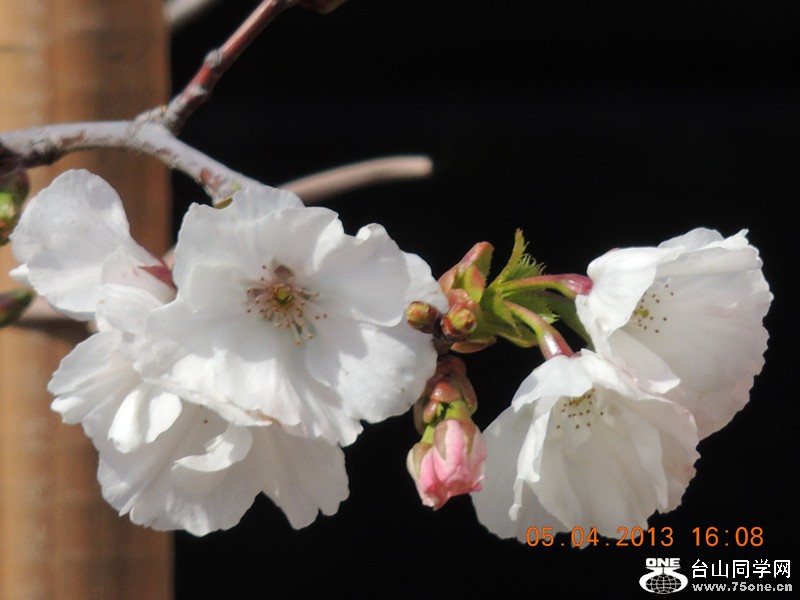 flower 2517_.jpg