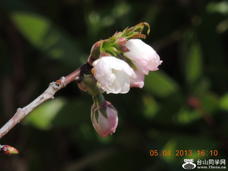 flower 2521_.jpg