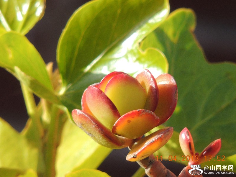 flower 2630_.jpg