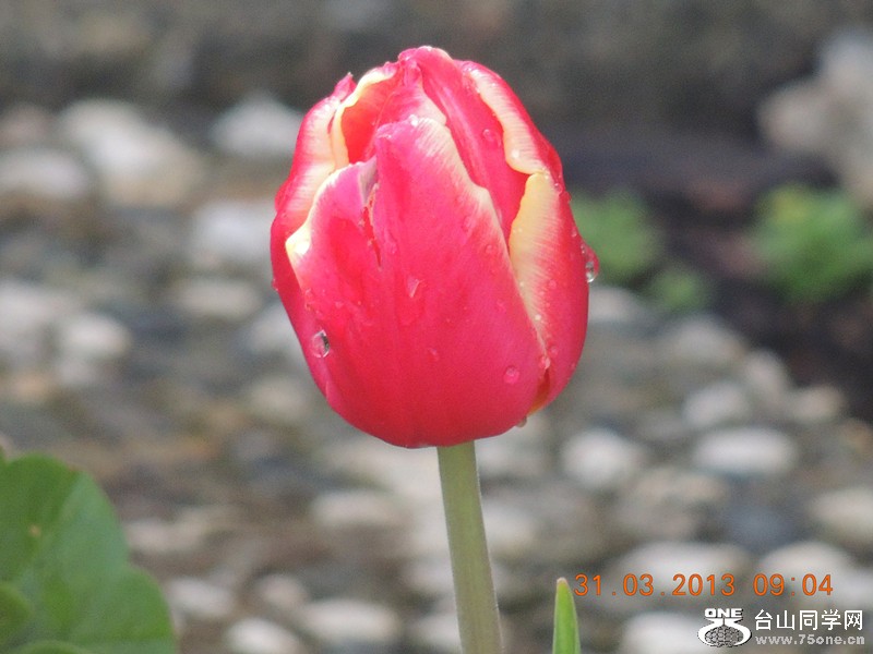 flower 2295_.jpg