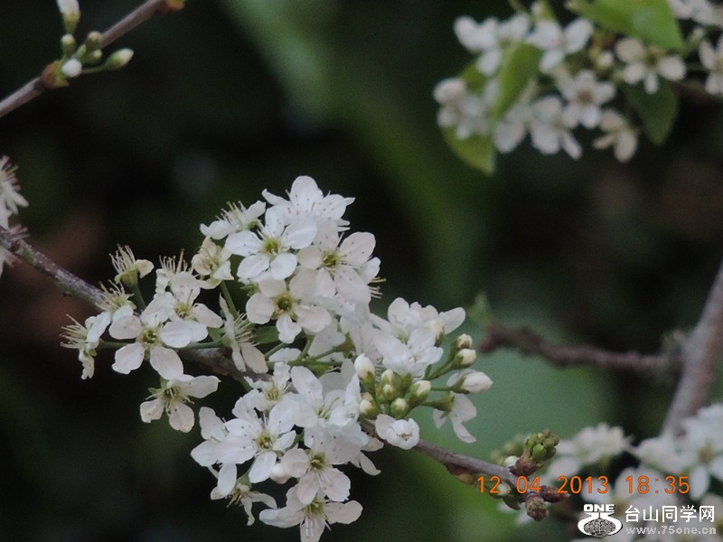 flower 2727_.jpg
