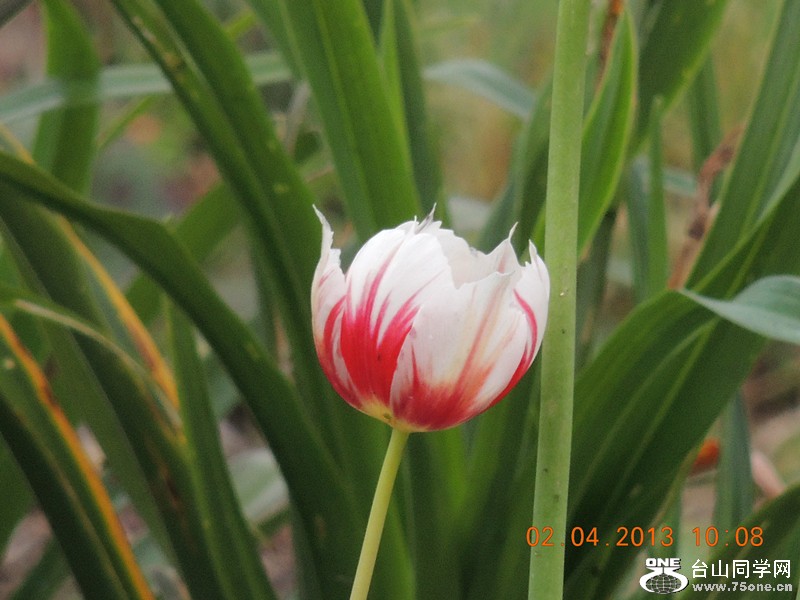 flower 2409_.jpg