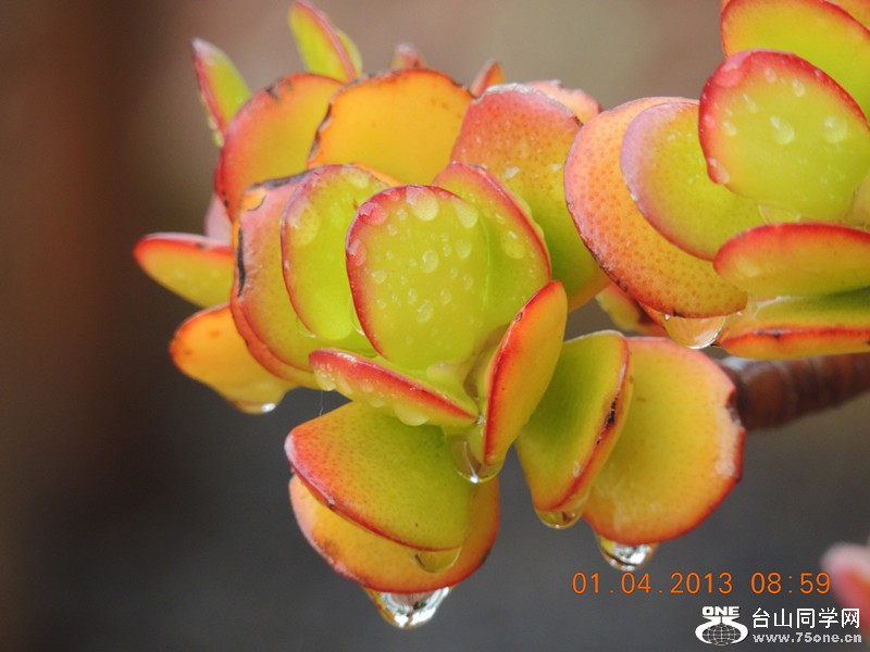flower 2318_.jpg