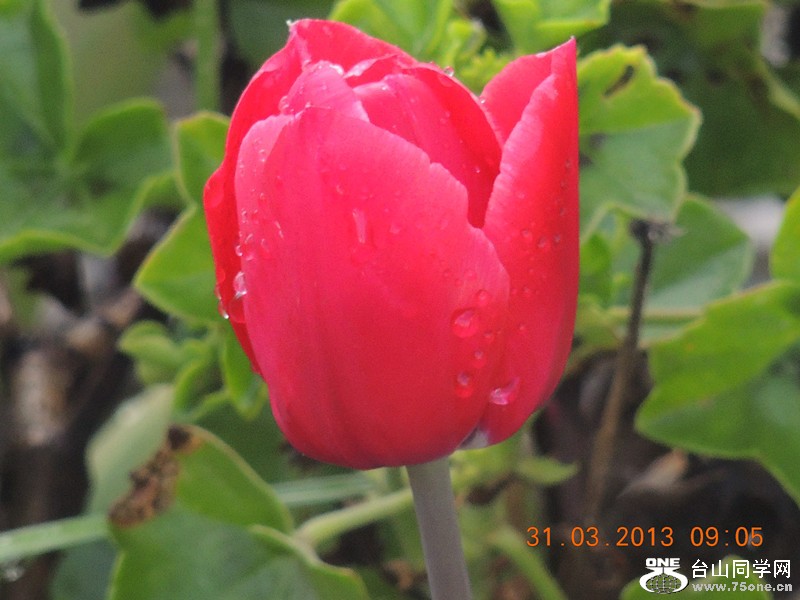 flower 2296_.jpg
