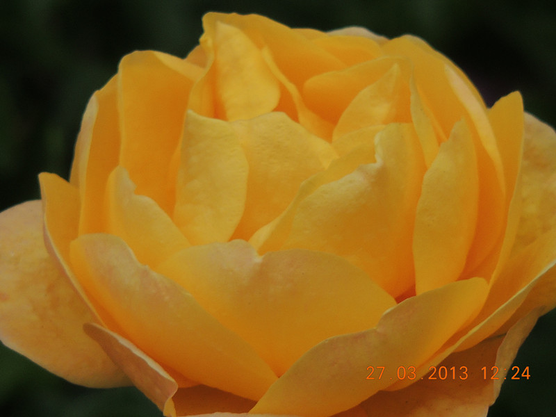 flower 1995_.jpg