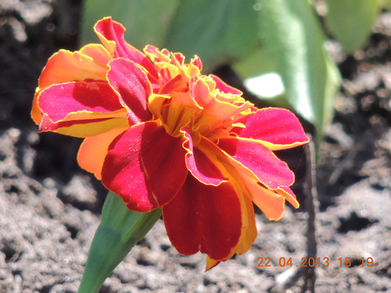 flower 3007_.jpg
