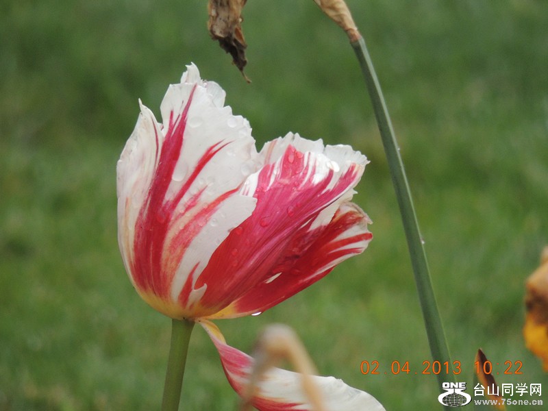 flower 2463_.jpg