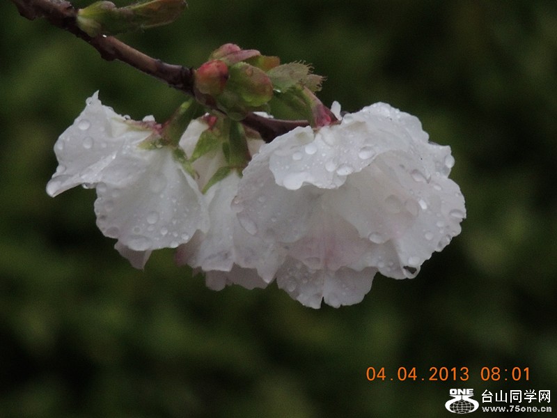 flower 2496_.jpg