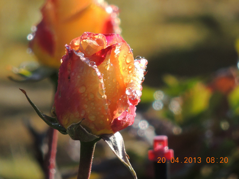 flower 2882_.jpg