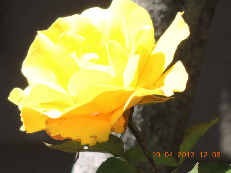 flower 2862_.jpg