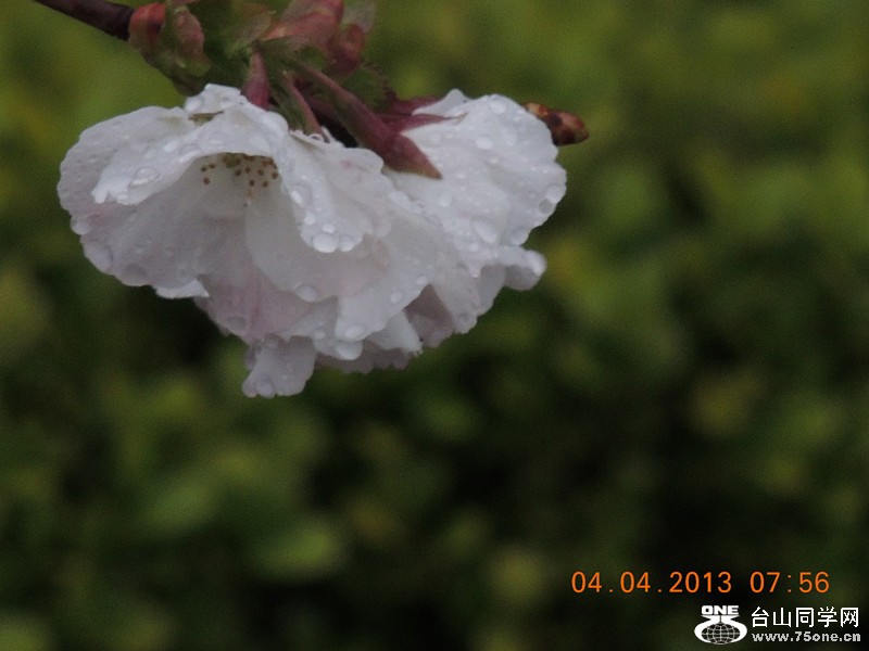 flower 2485_.jpg