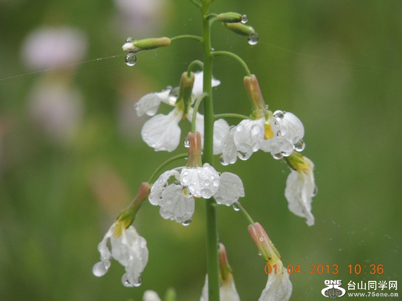 flower 2386_.jpg