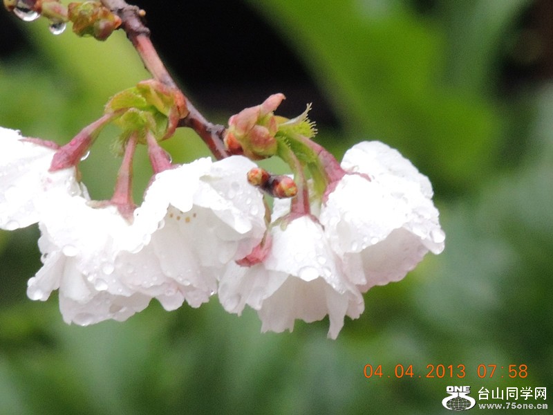 flower 2488_.jpg