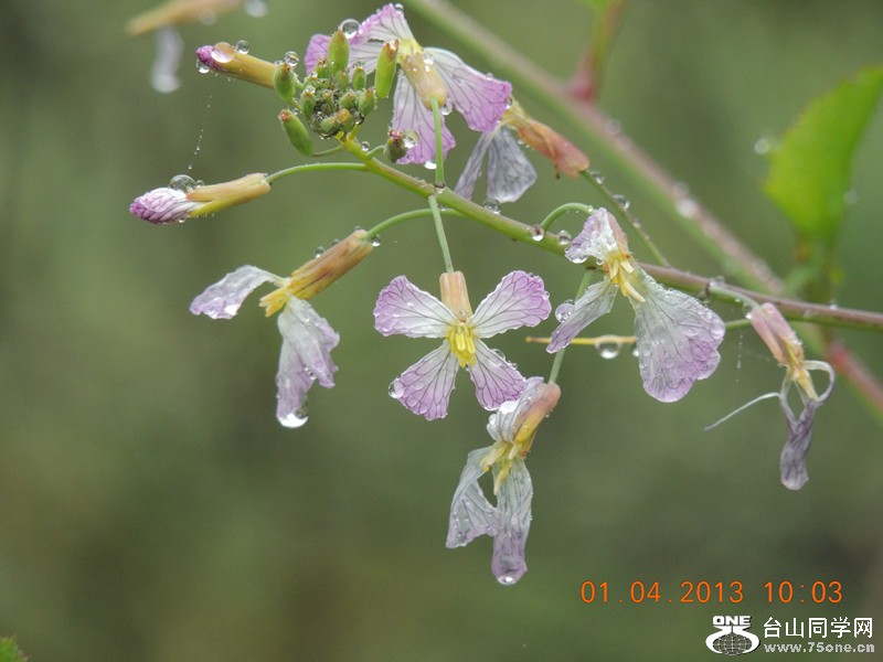 flower 2357_.jpg