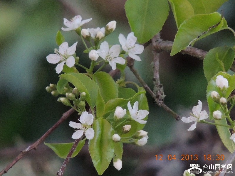 flower 2715_.jpg