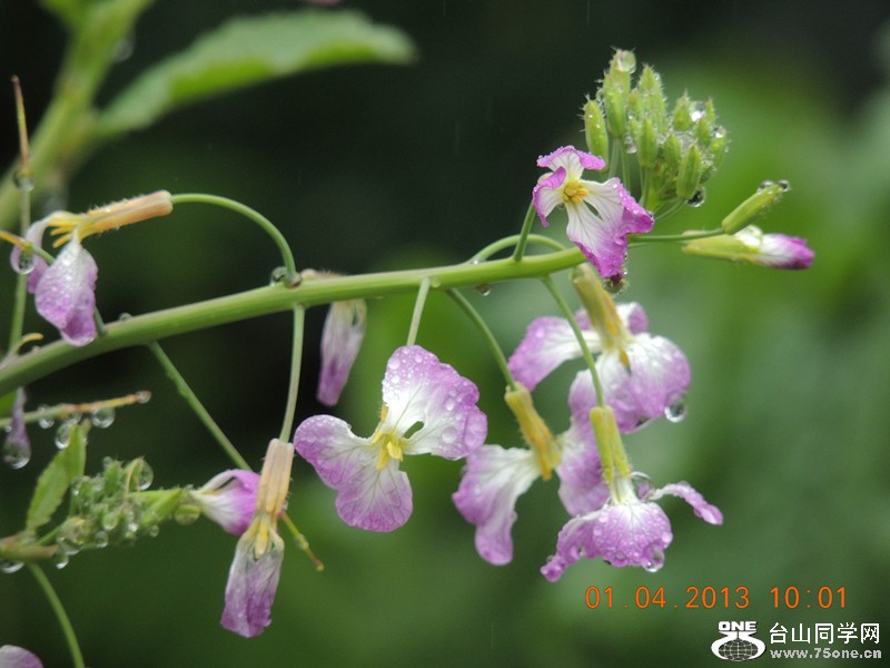 flower 2352_.jpg