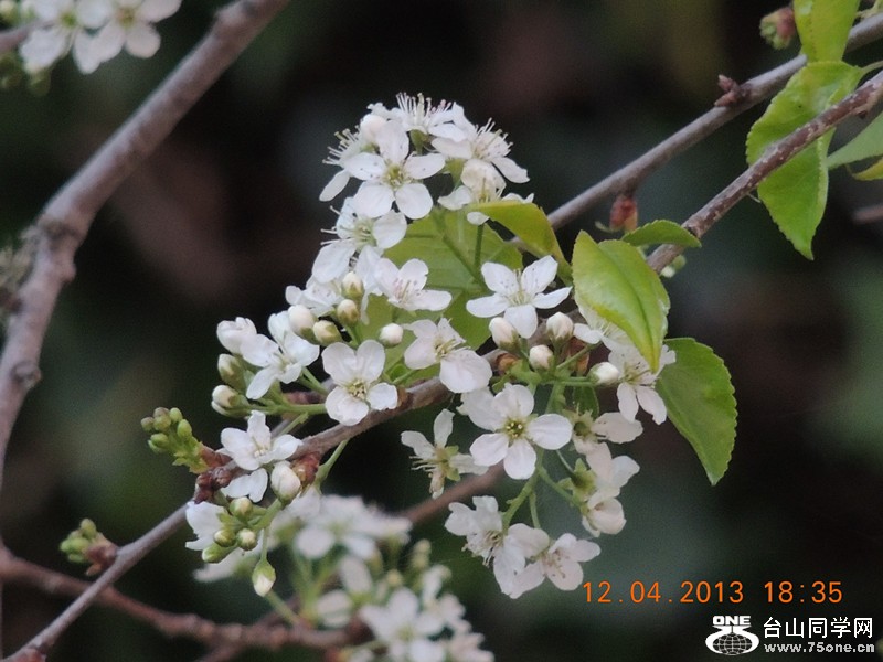 flower 2726_.jpg
