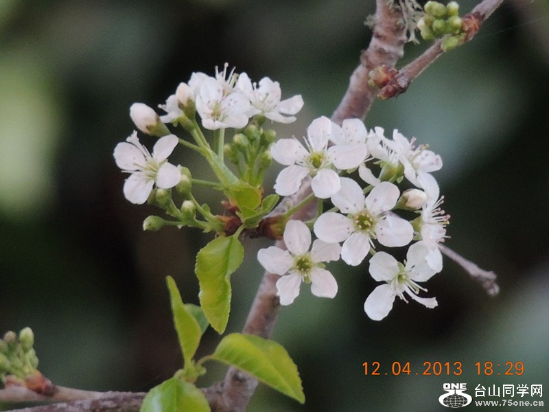 flower 2711_.jpg