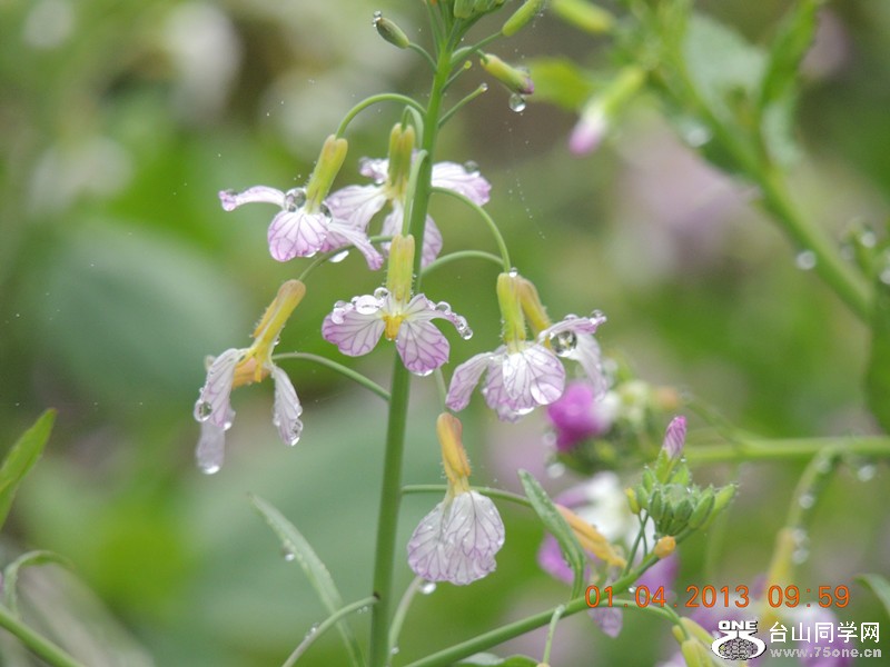 flower 2346_.jpg