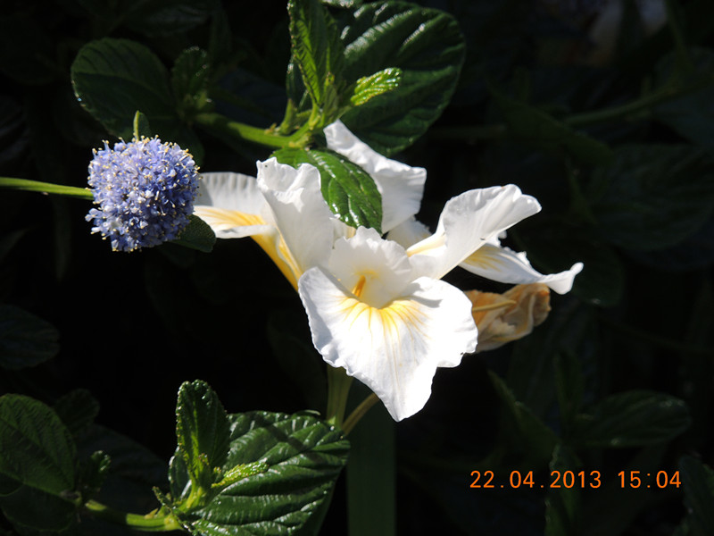 flower 2950_.jpg
