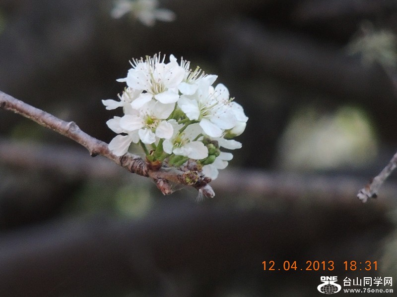 flower 2718_.jpg