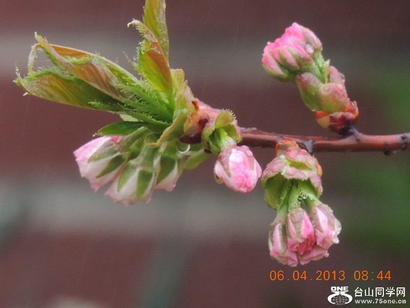 flower 2537_.jpg