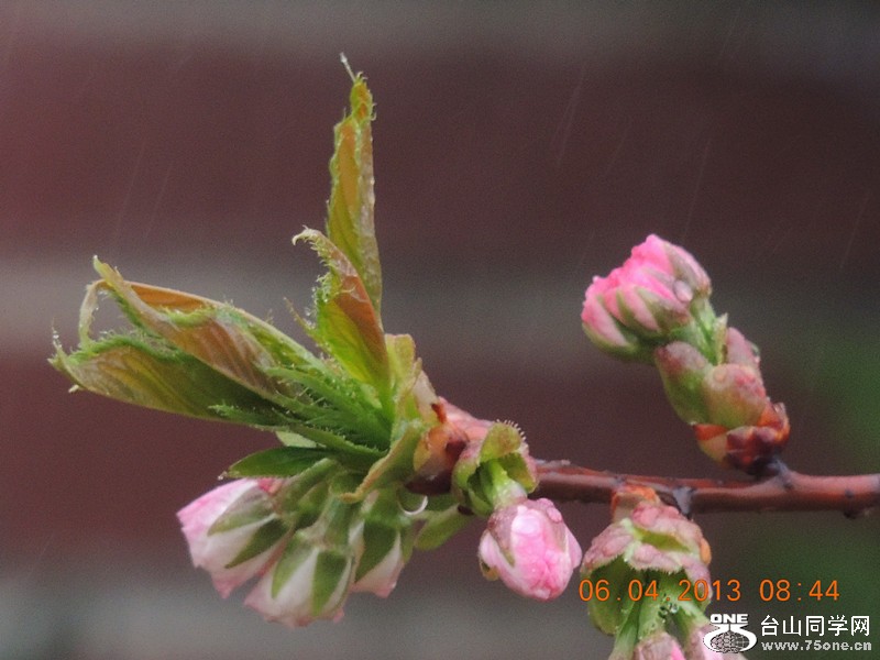 flower 2536_.jpg